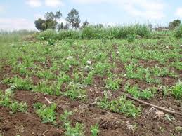 Training Course on Crop Rotation and Intercropping Systems Optimization