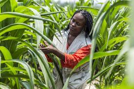 Training Course on Disease Vector Management in Crop Systems