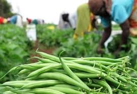 Training course on Gender and Agriculture