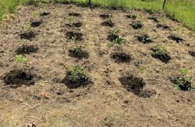 Training Course on Green Manuring and Advanced Cover Cropping for Soil Enrichment