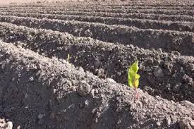Training Course on Integrated Nutrient Management for Sustainable Soil Health