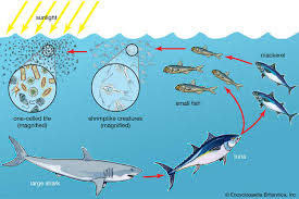 Training Course on Marine Ecology