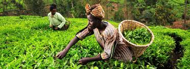 Microinsurance Product Development and Distribution Training Course 