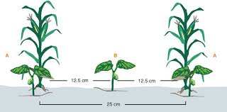 Training Course on Nutrient Use Efficiency in Cereal and Legume Crops