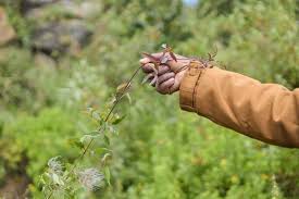 Training course on Social Protection for Indigenous Peoples and Marginalized Groups