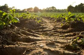 Training Course on Soil Health Management and Bioremediation Techniques