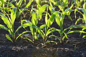Training Course on Soil Microbiology and its Role in Crop Productivity