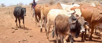 Training Course on Sustainable Livestock Pasture and Rangeland Management