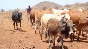 Training Course on Sustainable Pasture and Rangeland Management for Grazing Animals