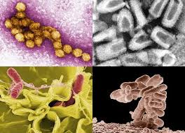 Training Course on Veterinary Public Health and Zoonotic Disease Control