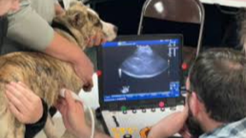 Ultrasound in Veterinary Practice Training Course