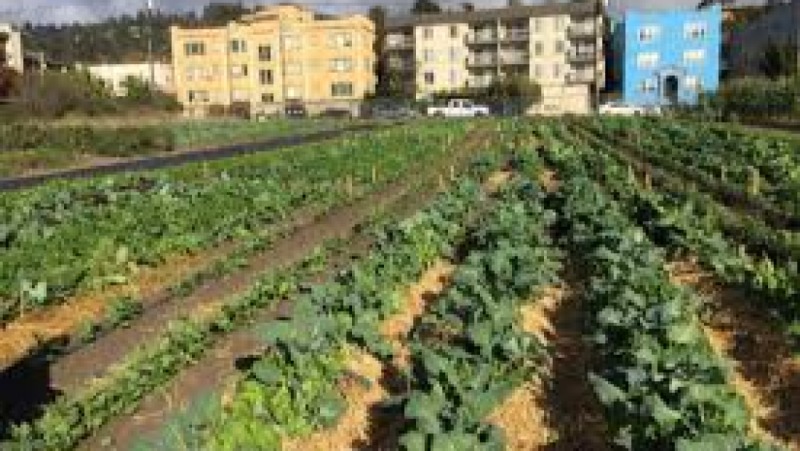 Urban Agriculture and Food Security Training Course