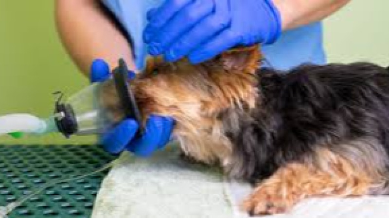 Veterinary Anesthesiology Basics Training Course