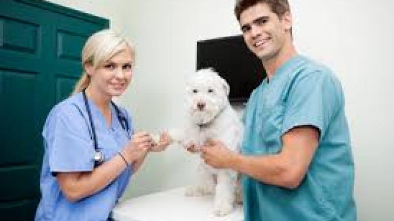 Veterinary Nurse Assistant Course