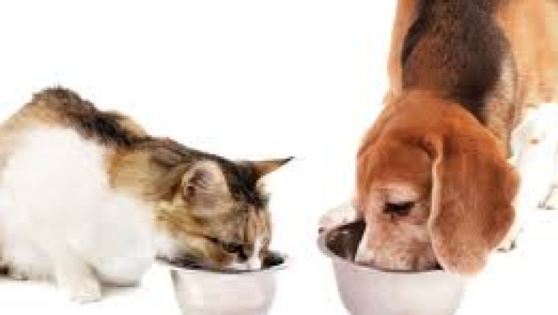 Veterinary Nutrition Support Training Course