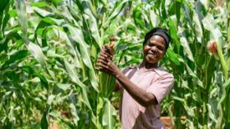 Warehouse Receipt Financing for Small Producers Training Course