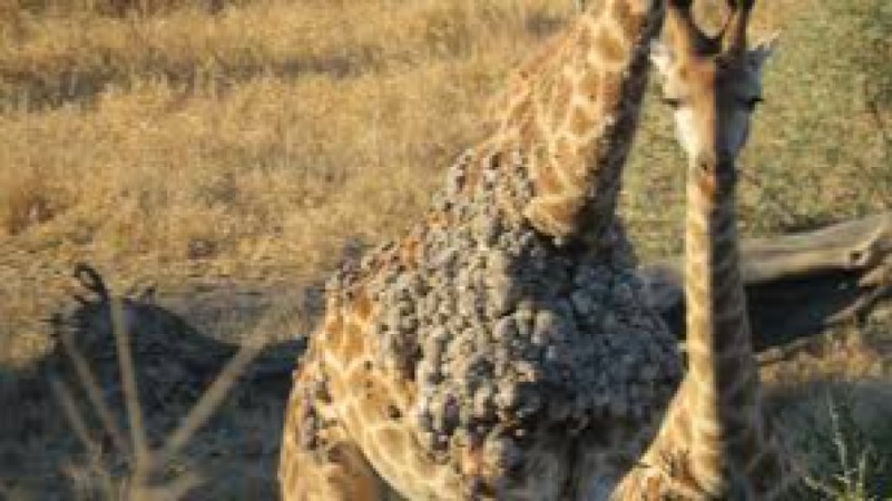 Wildlife Epidemiology and Disease Ecology Training Course