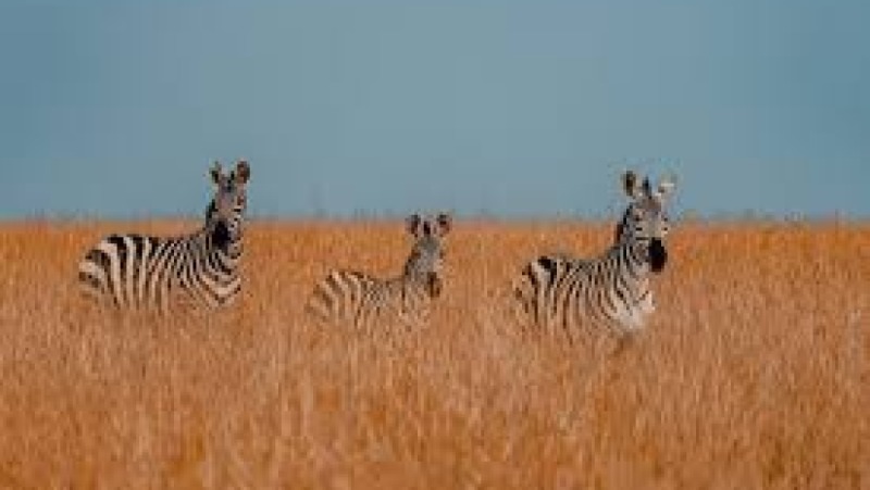 Wildlife Health Assessment Protocols Training Course