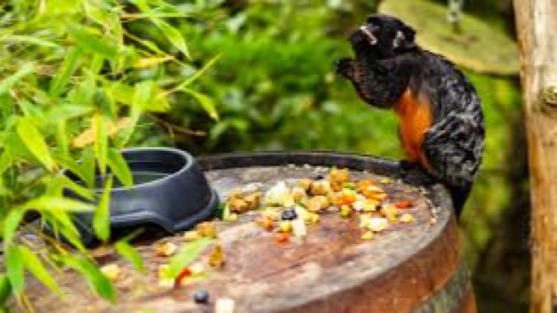 Wildlife Nutrition Optimization Training Course