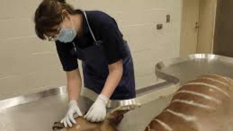 Wildlife Pathology and Necropsy Training Course