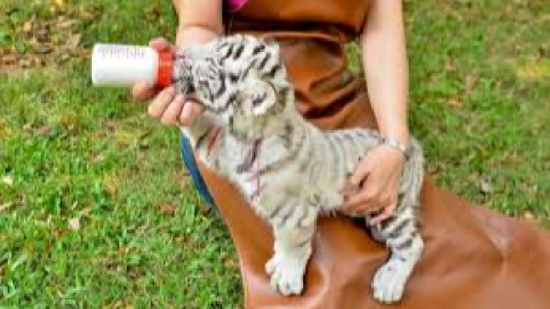 Wildlife Rehabilitation Business Training Course